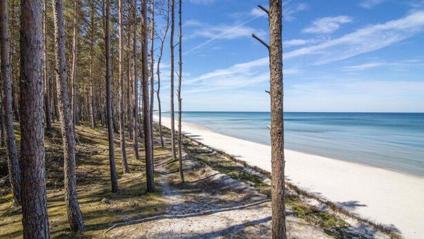 En strand med skov og klar himmel.