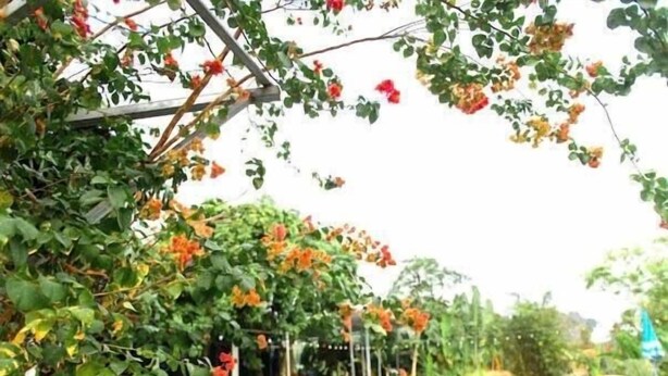 A swimming pool surrounded by greenery and a metal pergola. - Hideaway Village Homestay (Hoa Lu)