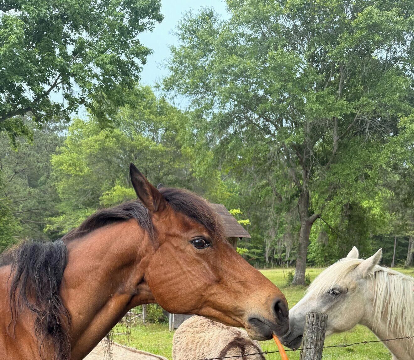 Two horses in a fenced area with trees in the background.