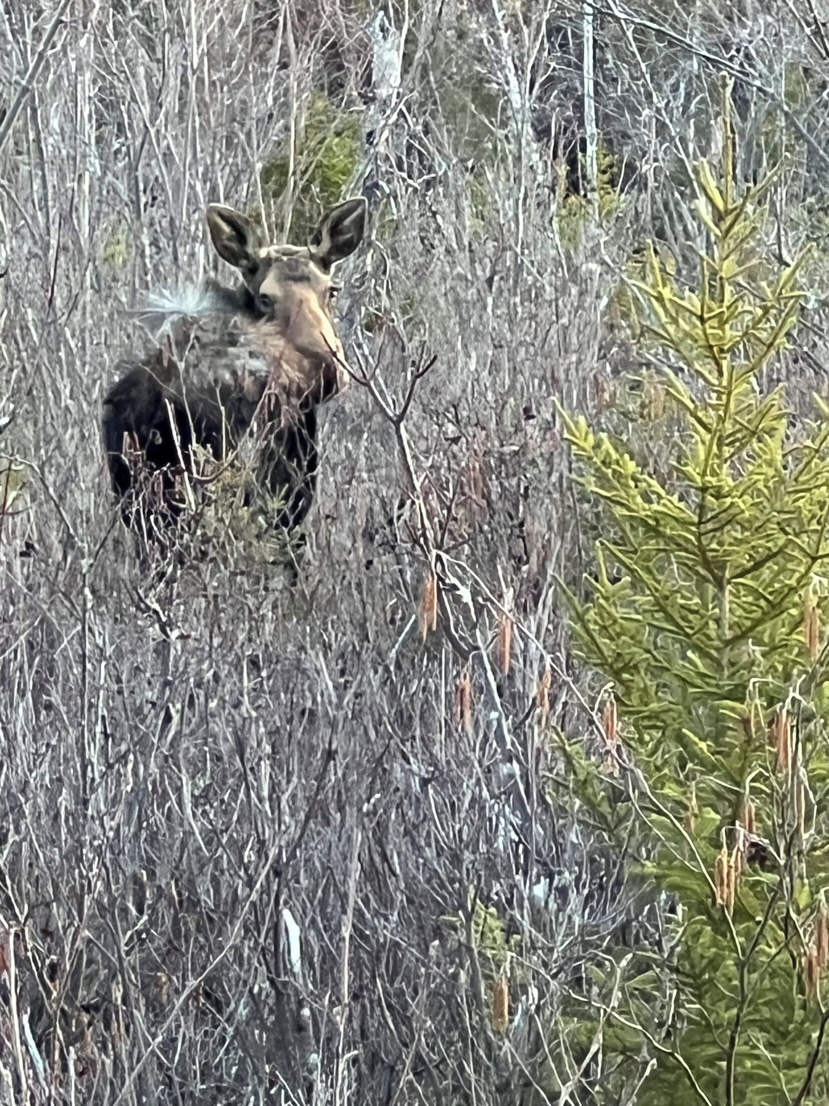 A moose partially hidden by dense, leafless shrubbery.