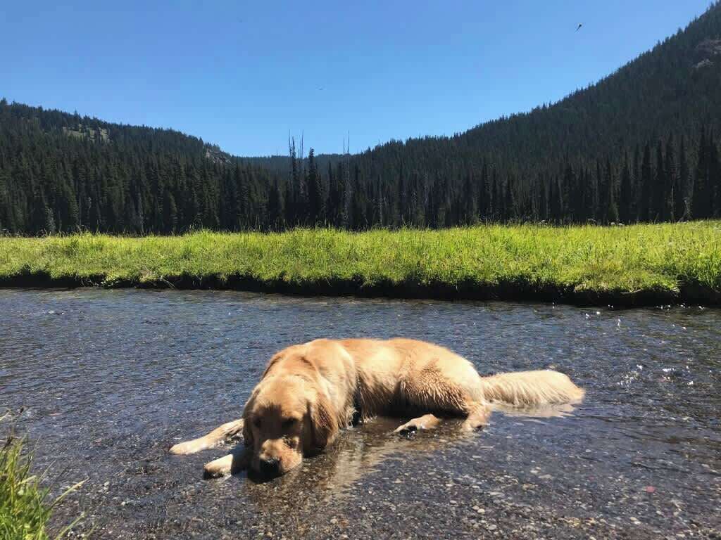 A dog lying in a river with a forested mountain in the background.