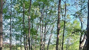 Ein hölzerner Steg führt durch ein bewaldetes Gebiet, im Hintergrund ist ein Gewässer zu sehen.