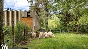 A rural setting with a wooden barn, a fenced area, and sheep grazing.