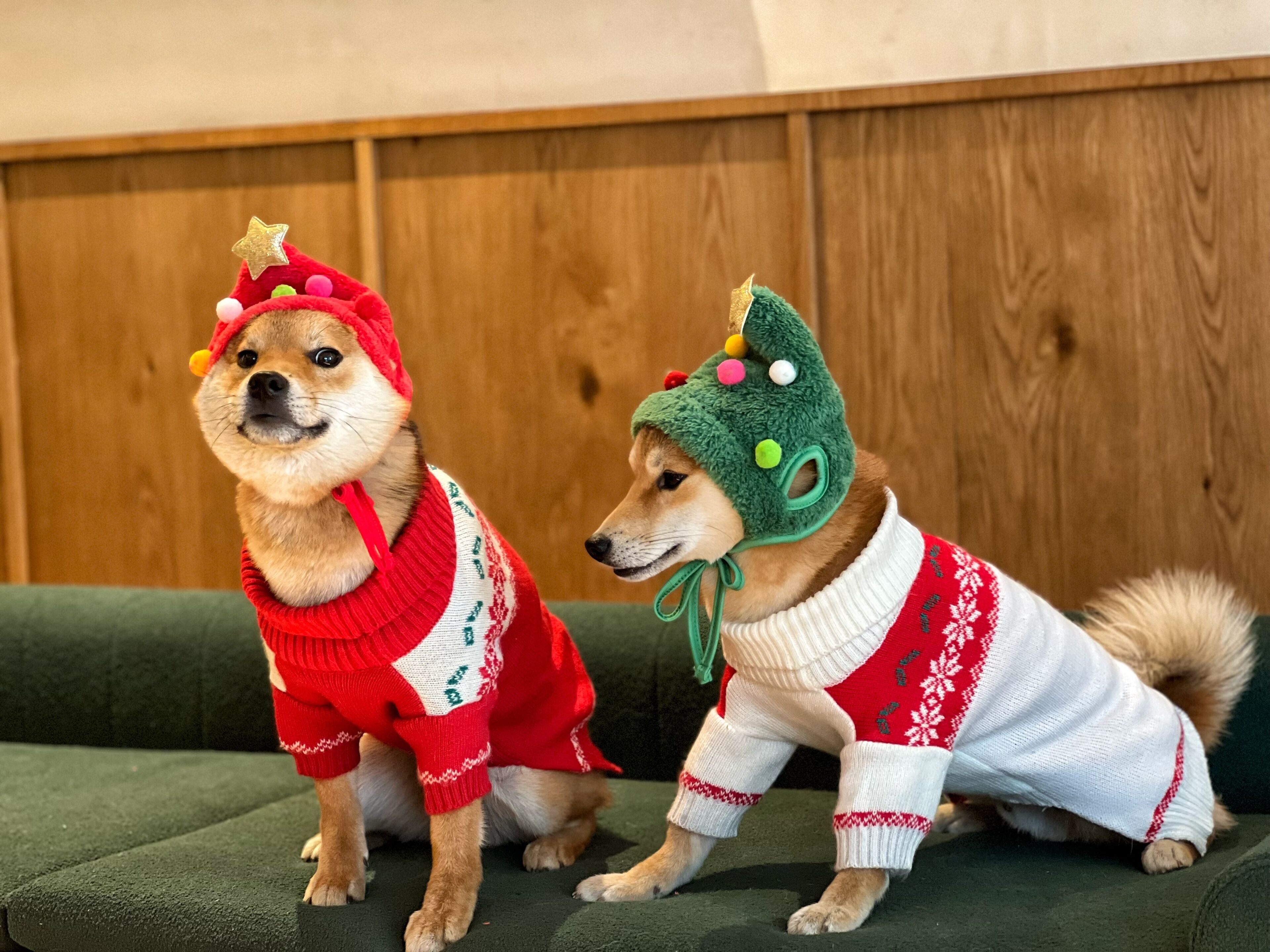 Deux chiens portant des pulls et des chapeaux de fête, assis sur un canapé vert.
