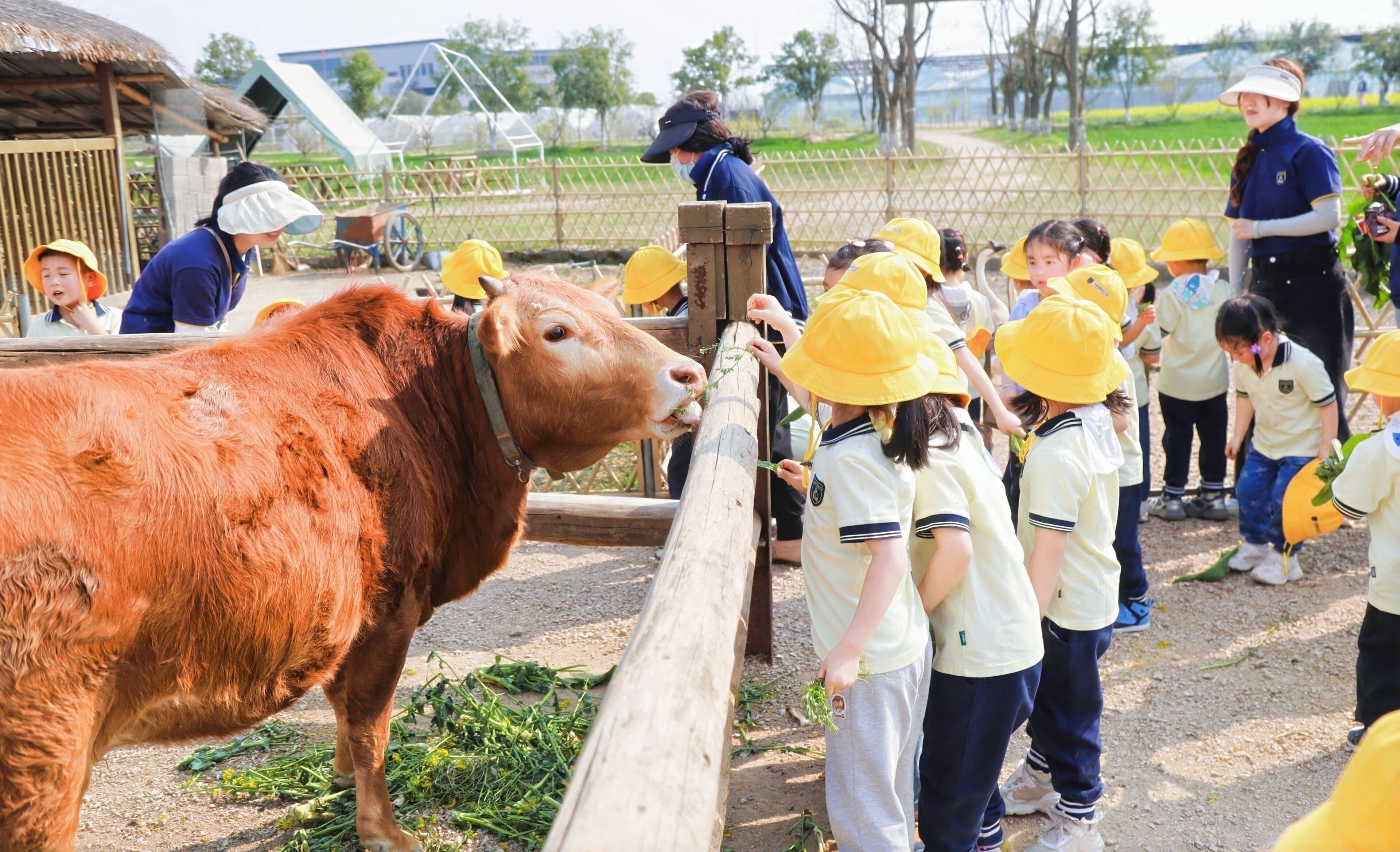 A group of children in school uniforms interacting with a cow at a farm.