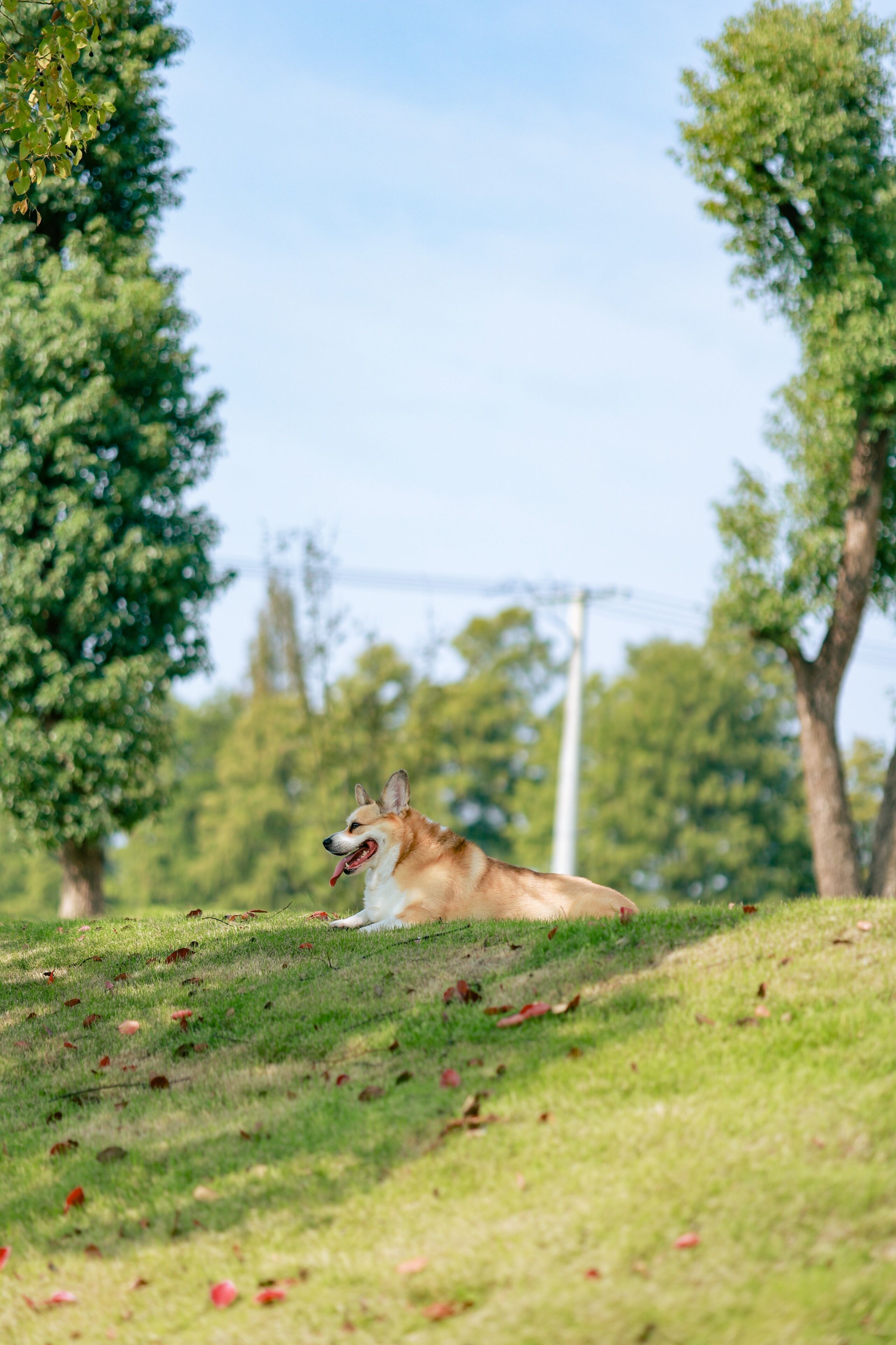 En hund ligger på græs med træer og et elledning i baggrunden.