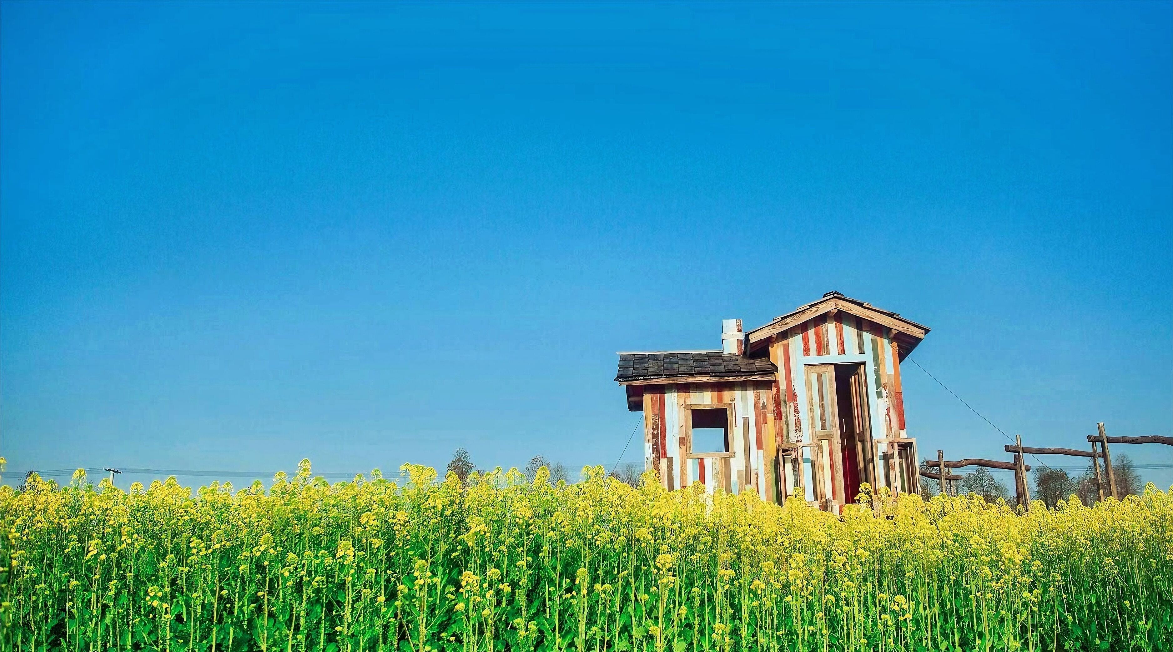 A rustic wooden structure in a field of yellow flowers.