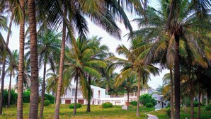 A pathway lined with palm trees leading to a white building with multiple balconies.