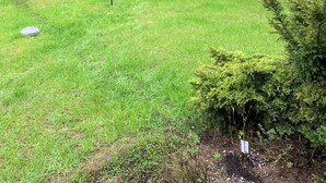 A grassy yard with a small building, surrounded by trees and shrubs.