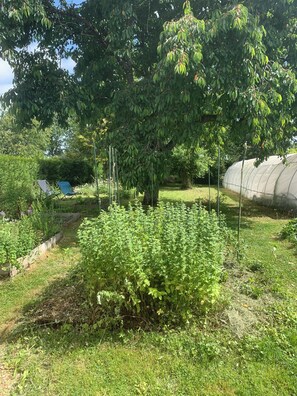 Un jardin où l’on trouve une grande variété de plantes, une serre et un arbre qui offre de l’ombre.
