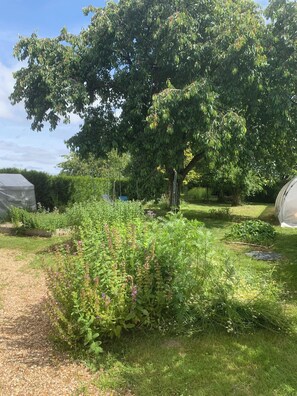 Un jardin avec un grand arbre, diverses plantes et une serre.