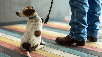 Ein Hund sitzt auf einem farbenfrohen Boden, neben ihm steht eine Person.