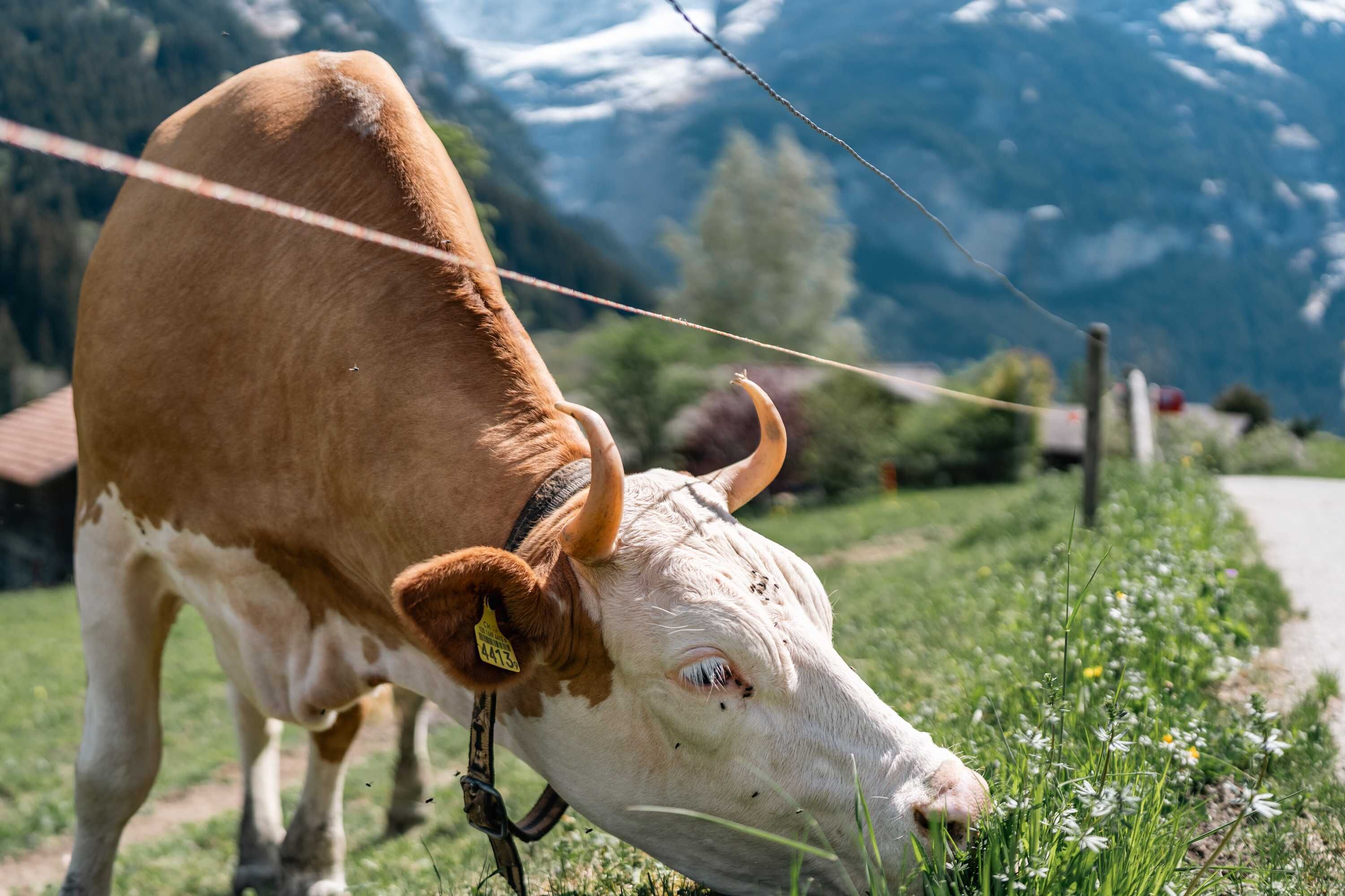 Eine Kuh grast auf einer Wiese, im Hintergrund sind Berge zu sehen.