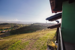 Ein Weinberg mit Reihen von Weinreben, ein grünes Gebäude und ein klarer Himmel.