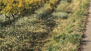 Viñedo con hileras de vides y un camino a un lado.