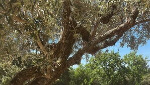 Outdoor seating with tables and chairs, a large tree, and a paved walkway. - Quiet room in a house between Mont Ventoux and dentelles de Montmirail (Saint-Hippolyte-le-Graveyron)