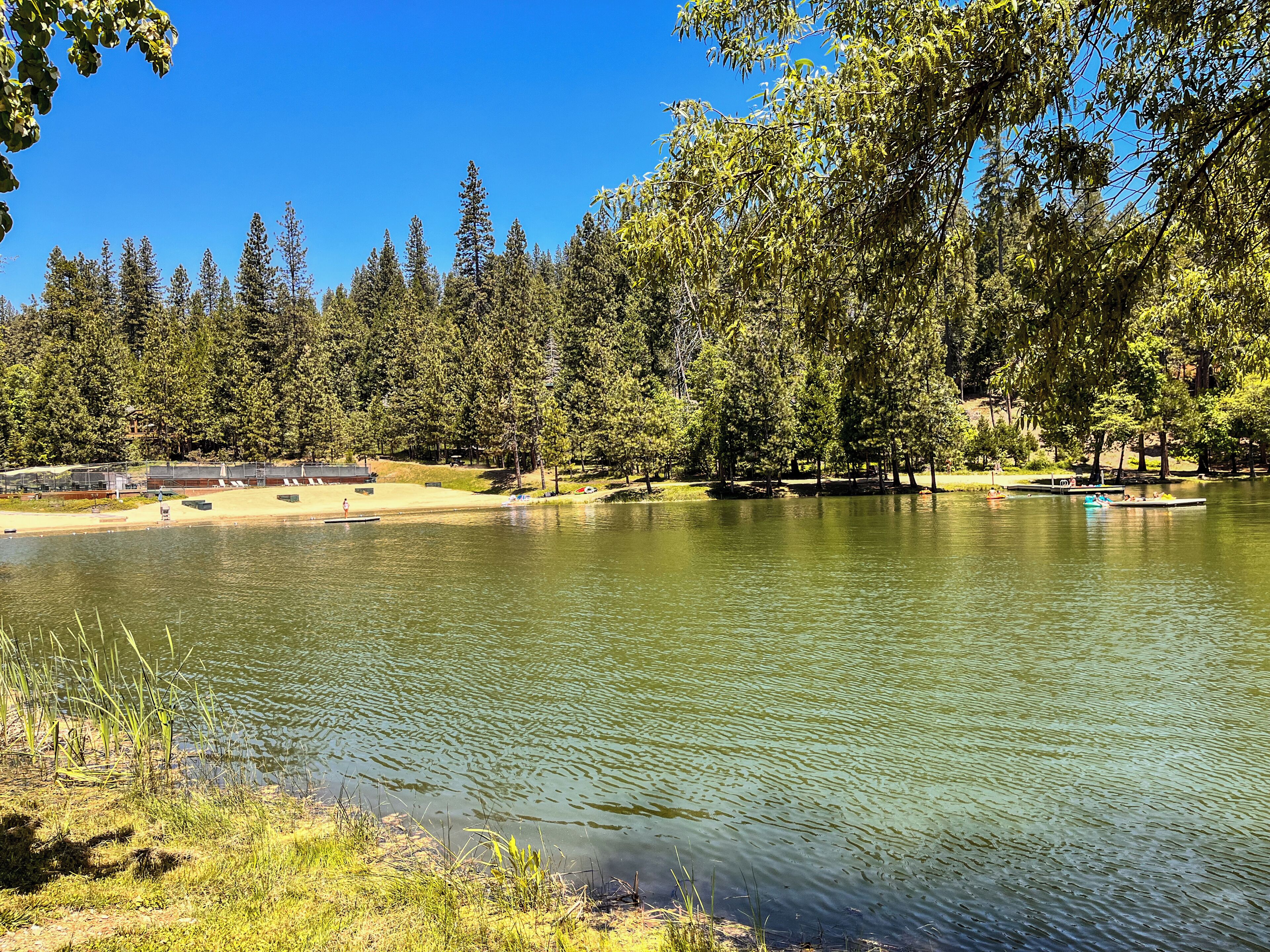 A calm lake surrounded by dense trees and a clear blue sky.