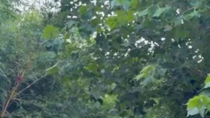 Un jardín con cerca blanca de piquetes, una pérgola con luces colgantes y personas caminando.