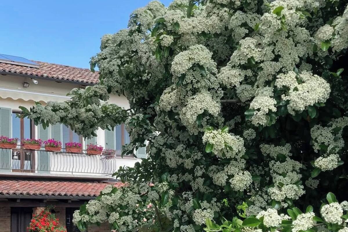 A building with a balcony, potted plants, and a tree with white flowers.