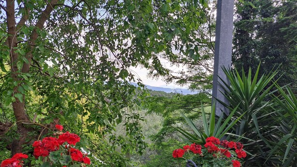 Un jardin agrémenté de fleurs rouges dans des paniers et des jardinières, entouré de verdure et bordé d’un mur de pierre.