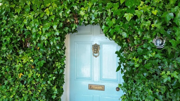 Uma porta azul clara parcialmente coberta por hera verde.