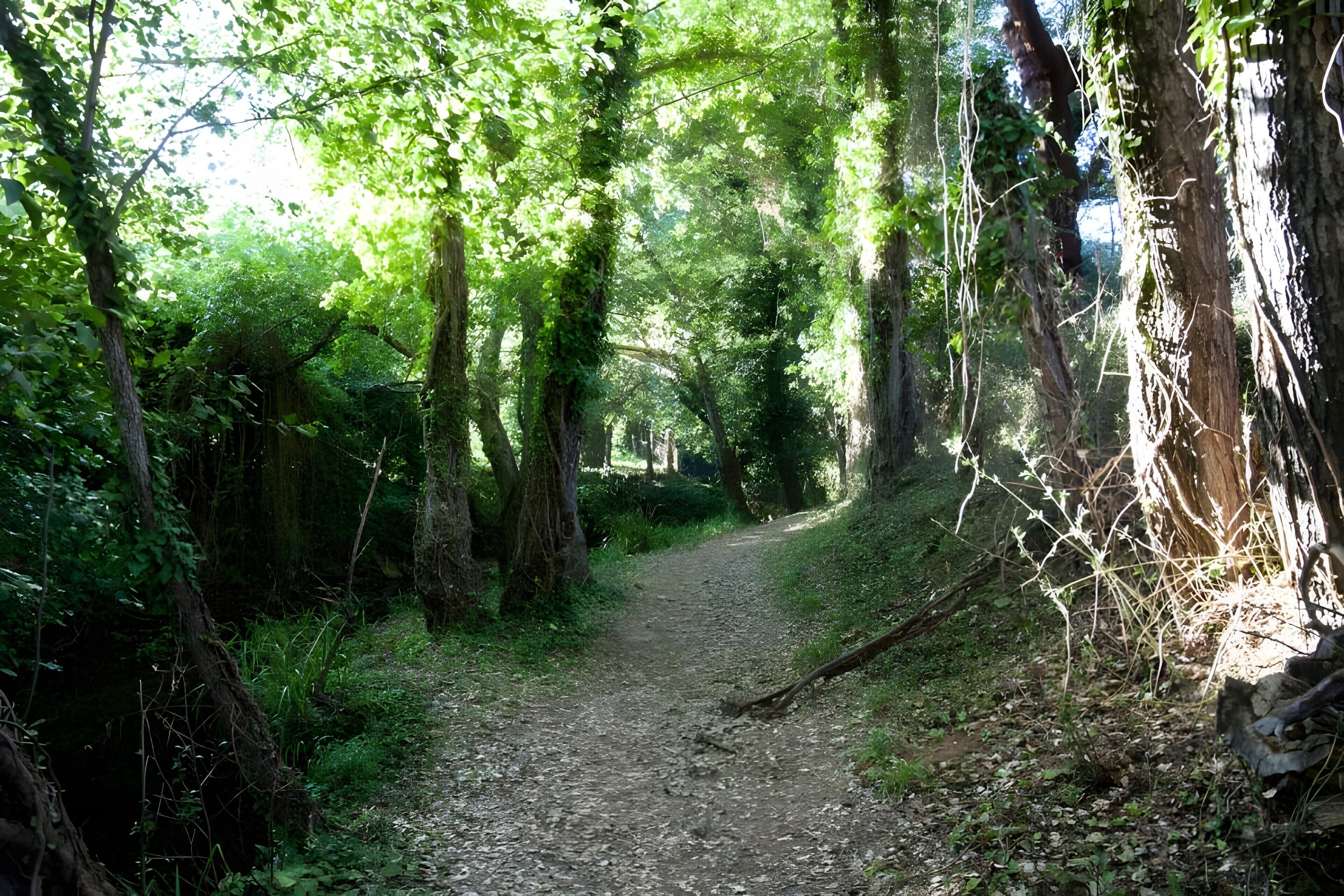 Um caminho na floresta, cercado por árvores e vegetação.