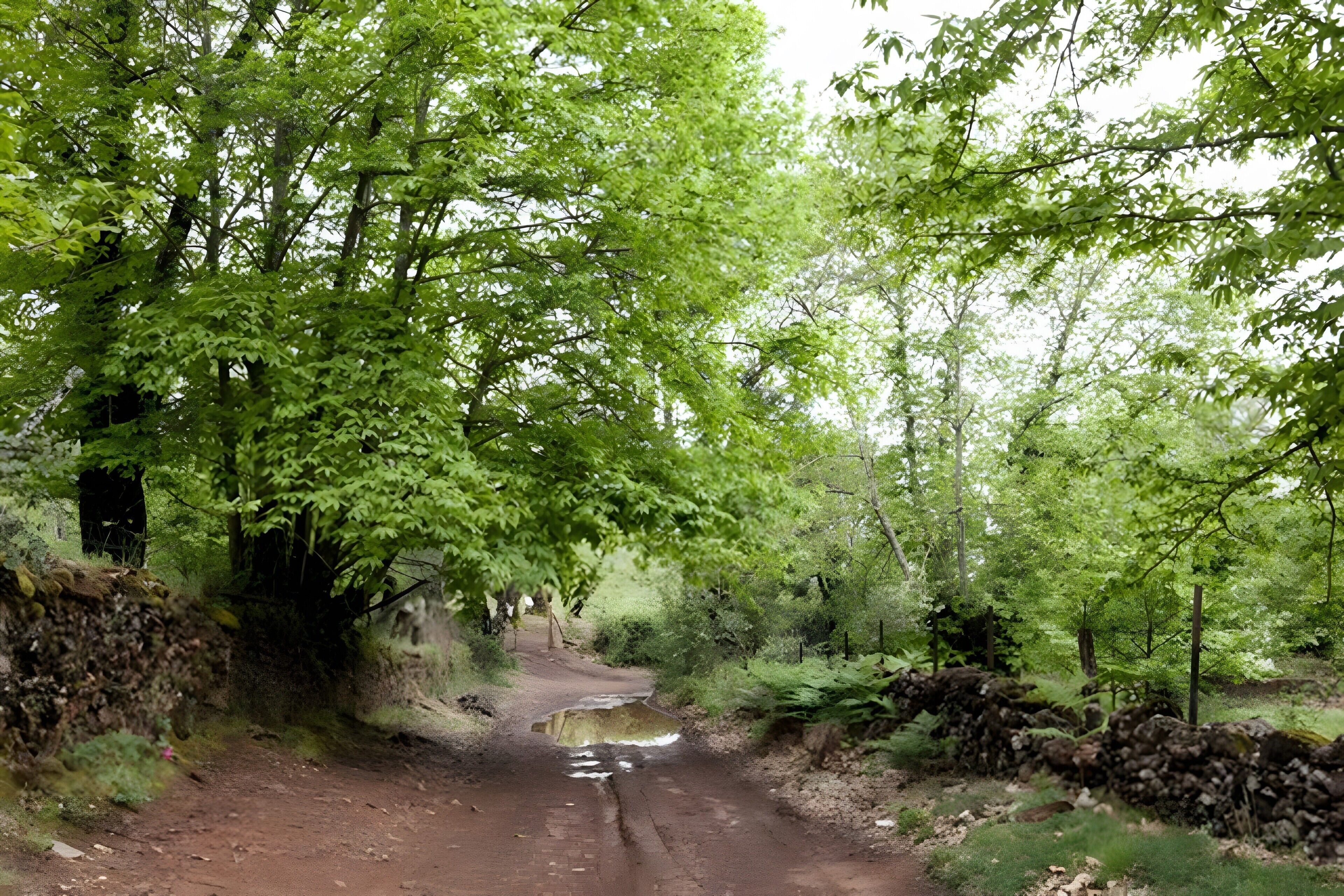 Un sendero de tierra que atraviesa un área boscosa con un pequeño arroyo.