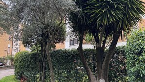 A garden with trees and a hedge.