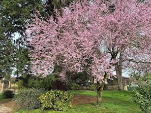 A garden with a cherry blossom tree, a lawn, and a brick wall. - L'Hostellerie du Haras (La Porte du Der)