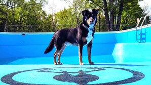 A dog standing on a blue pool deck with a circular logo. - 2-bedroom mobile home w/ AC at Elkwood Campground in Wolverine, MI with POOL! (Wolverine)