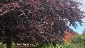 A residential area with a brick wall, a tree with purple leaves, and a metal fence. - Cozy North Sea Apartment – Perfect for You, Your Partner, or Small Family (Büsumer Deichhausen)