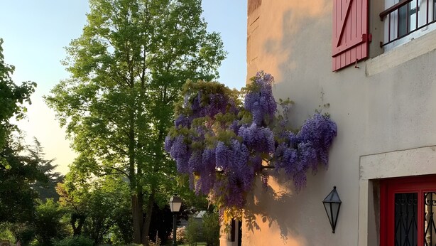 Un bâtiment avec une porte rouge, un banc en pierre et des plantes suspendues aux feuilles violettes.