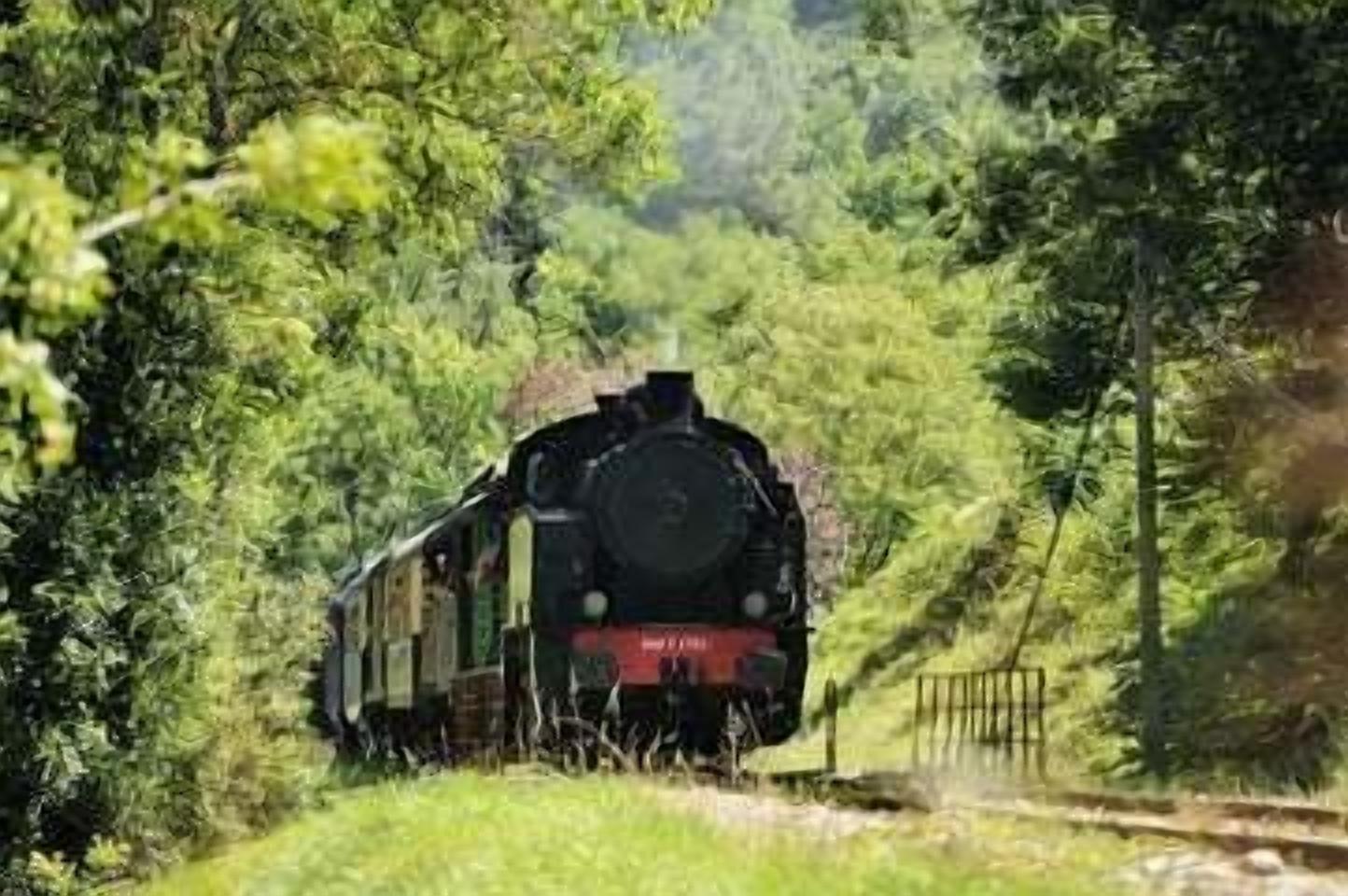 A train moving through a forested area.