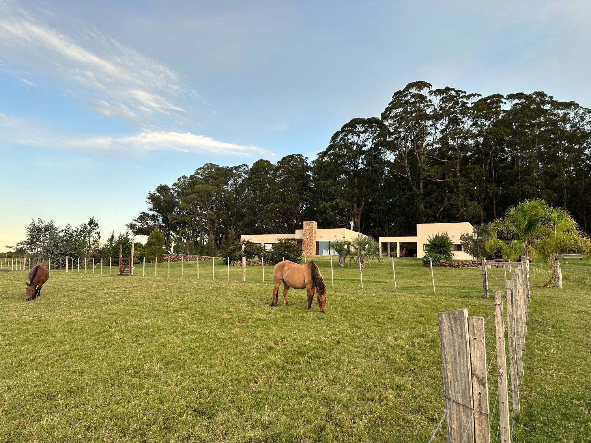 A grassy field with horses and a building in the background.