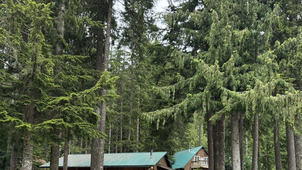 A cabin with a green roof, surrounded by tall trees and a gravel path leading to it.