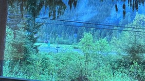 A window view of a forested area with a wooden deck in the foreground.