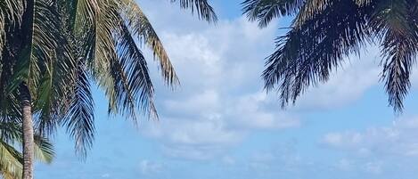 A beach view with palm trees, a railing, and the ocean.