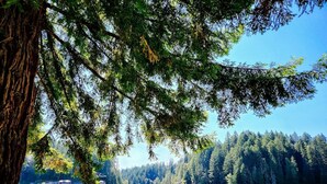 Un espace de camping au bord du lac, équipé de tentes, de chaises et d’un grand arbre qui offre de l’ombre.