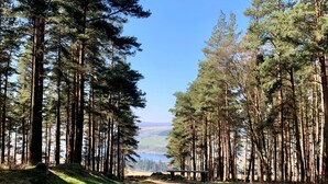 A forested area with tall trees and a clear view of a lake in the distance. - The Loft On The Yorkshire Dales (Ripon)