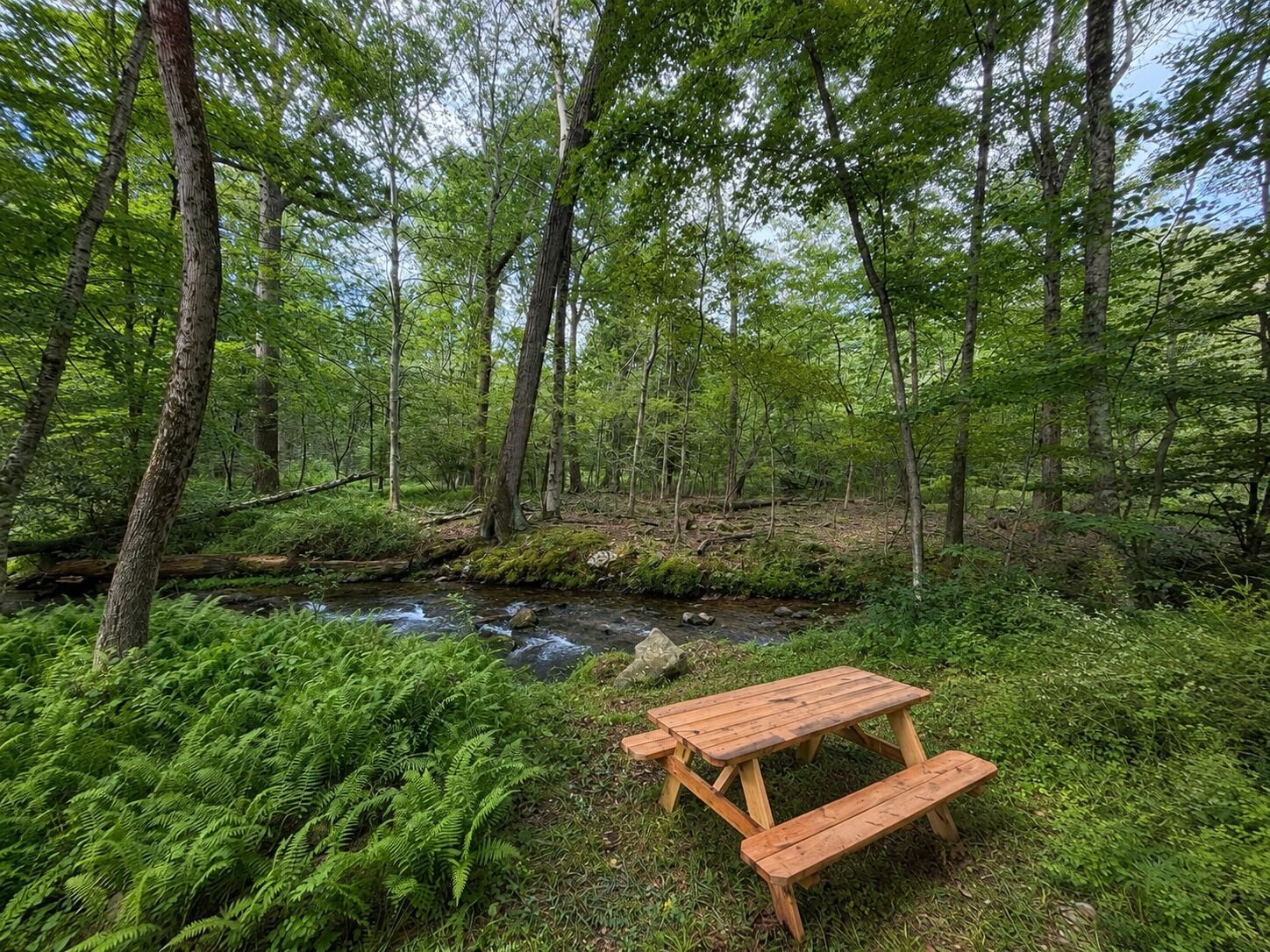 A forested area with a small stream and a wooden picnic table.