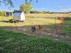 A rural farm scene with chickens, a barn, and a tractor. - Le Petit Maraîcher: Terrace & Total Tranquility (Puget-sur-Argens)