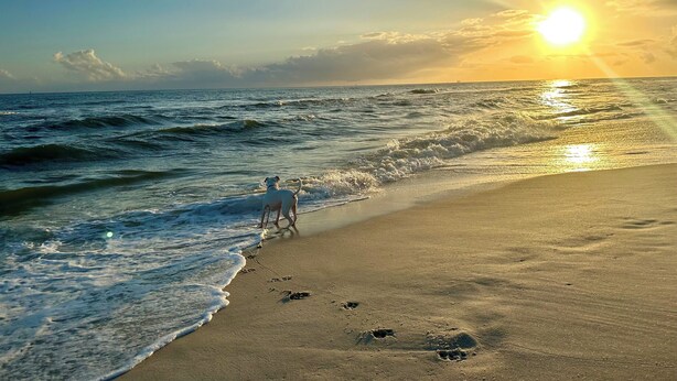 A beach with waves, a dog, and a sunset.