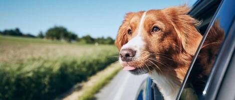 A dog looking out of a car window.