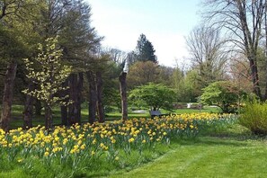 Ein Park mit einem Blumenfeld voller gelber Blüten, Bäumen und einer Bank.
