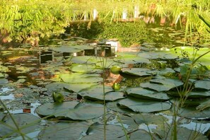 Ein Teich mit Seerosen und Wasserpflanzen.