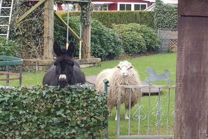 Ein Esel und ein Schaf hinter einem Metallzaun in einem Garten.