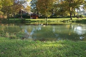 Ein Teich mit Enten, umgeben von Gras und Bäumen.