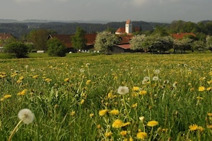 A rural landscape with a field of dandelions, a church with a bell tower, and houses with red roofs. - in the Allgäu region, the Kleinert family (Argenbuehl-Eglofs)