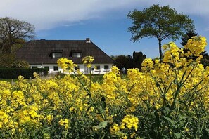 A house with a sloped roof and a white exterior, surrounded by a field of yellow flowers. - Anchorage time pasture field (Kappeln)