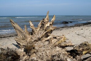 Ein Stück Treibholz am sandigen Strand, im Hintergrund das Meer.